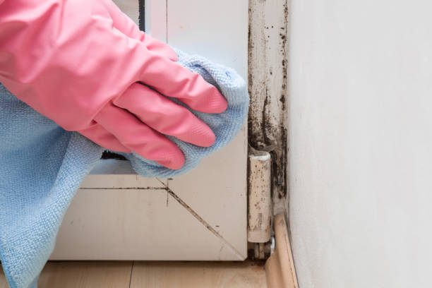 Best Post-Flood Mold Remediation in North Miami, FL